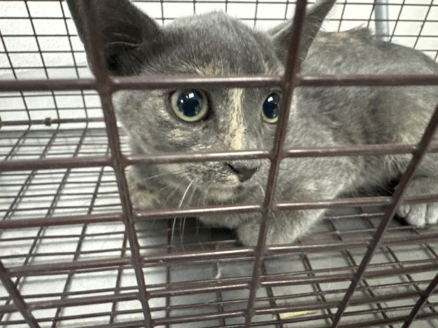 adoptable Cat in San Bernardino, CA named CLEO