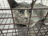 adoptable Cat in  named CLEO