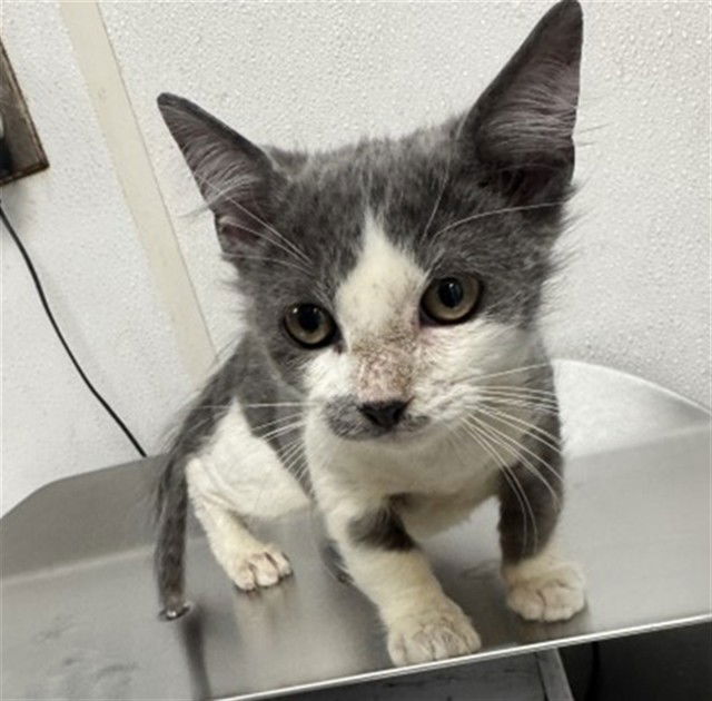 adoptable Cat in San Bernardino, CA named MISTY