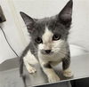 adoptable Cat in  named MISTY