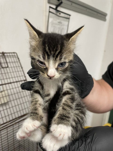 adoptable Cat in San Bernardino, CA named APPLE JACK
