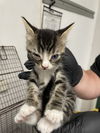 adoptable Cat in  named APPLE JACK