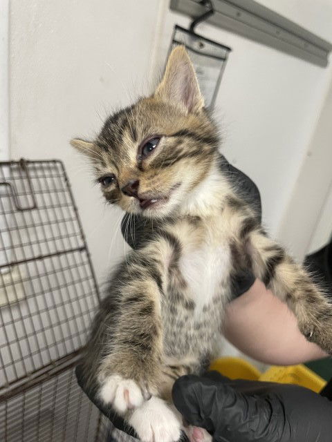 adoptable Cat in San Bernardino, CA named LUCKY CHARM