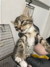 adoptable Cat in  named LUCKY CHARM