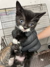 adoptable Cat in  named FROSTED FLAKE