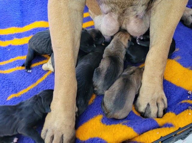 adoptable Dog in San Bernardino, CA named AANG