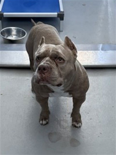 adoptable Dog in San Bernardino, CA named BRUNO