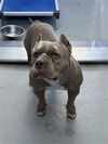 adoptable Dog in  named BRUNO