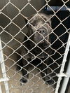 adoptable Dog in  named BLUE