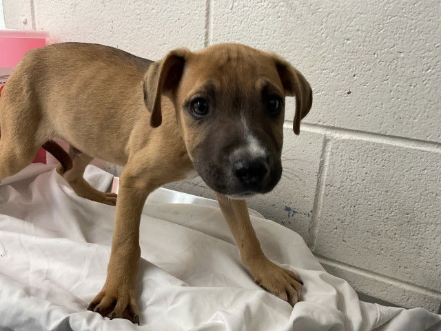 adoptable Dog in San Bernardino, CA named MARLIN