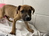 adoptable Dog in ,  named MARLIN