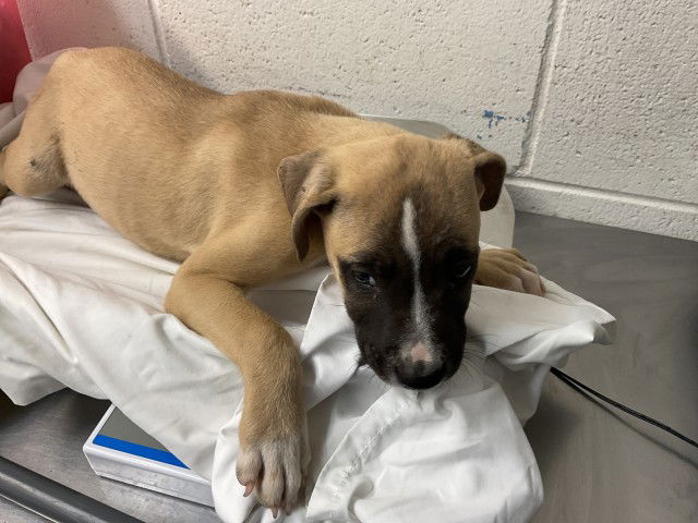 adoptable Dog in San Bernardino, CA named NEMO