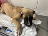 adoptable Dog in ,  named NEMO
