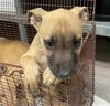 adoptable Dog in ,  named DORY
