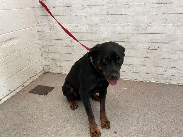 adoptable Dog in San Bernardino, CA named AXEL