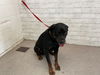 adoptable Dog in ,  named AXEL