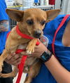 adoptable Dog in ,  named RUSTY