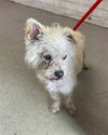 adoptable Dog in ,  named COTTON