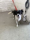 adoptable Dog in ,  named STELLA