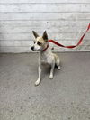 adoptable Dog in ,  named BUTTERCUP
