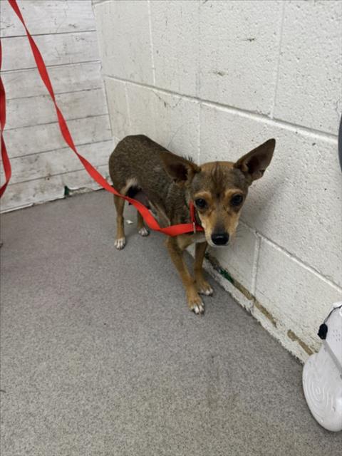 adoptable Dog in San Bernardino, CA named RAISIN