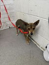 adoptable Dog in ,  named RAISIN