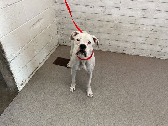 adoptable Dog in San Bernardino, CA named CRYSTAL