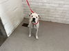 adoptable Dog in ,  named A582374