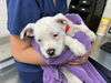 adoptable Dog in ,  named PEARL
