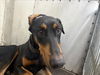 adoptable Dog in ,  named NITRO