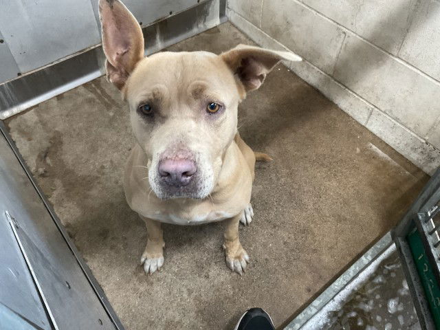adoptable Dog in San Bernardino, CA named TOAST