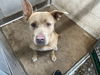 adoptable Dog in ,  named TOAST