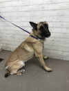 adoptable Dog in ,  named A582617