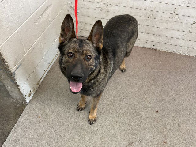 adoptable Dog in San Bernardino, CA named GRETA
