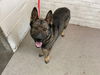 adoptable Dog in  named GRETA