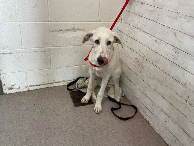 adoptable Dog in San Bernardino, CA named HONEY