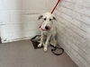 adoptable Dog in  named HONEY