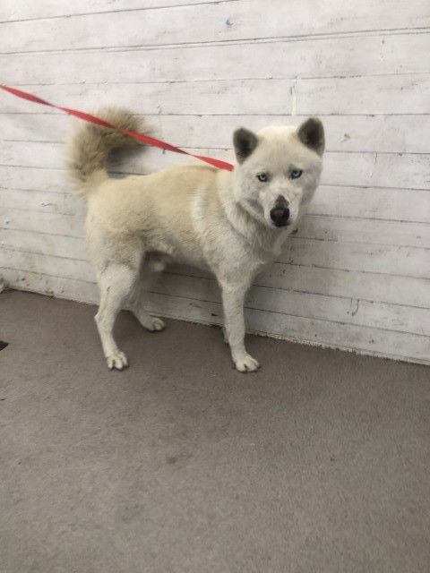adoptable Dog in San Bernardino, CA named A582622