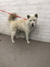 adoptable Dog in  named A582622