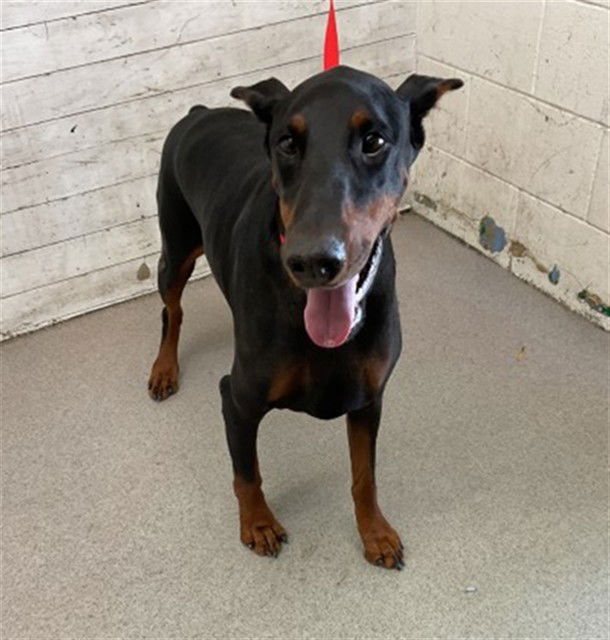 adoptable Dog in San Bernardino, CA named HOPE