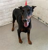 adoptable Dog in  named HOPE