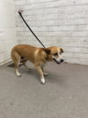 adoptable Dog in  named SKY