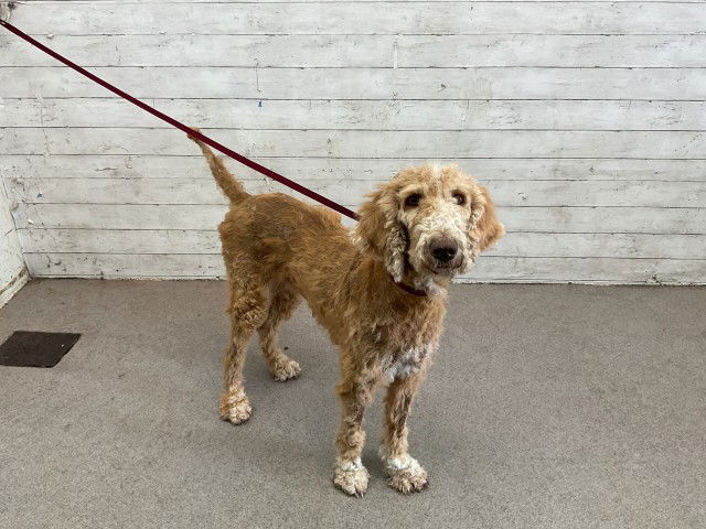 adoptable Dog in San Bernardino, CA named QUEENS