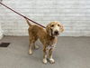 adoptable Dog in  named QUEENS