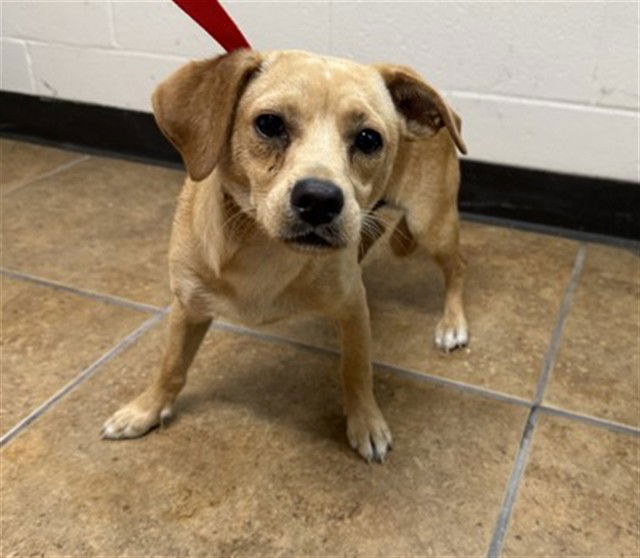 adoptable Dog in San Bernardino, CA named DOC