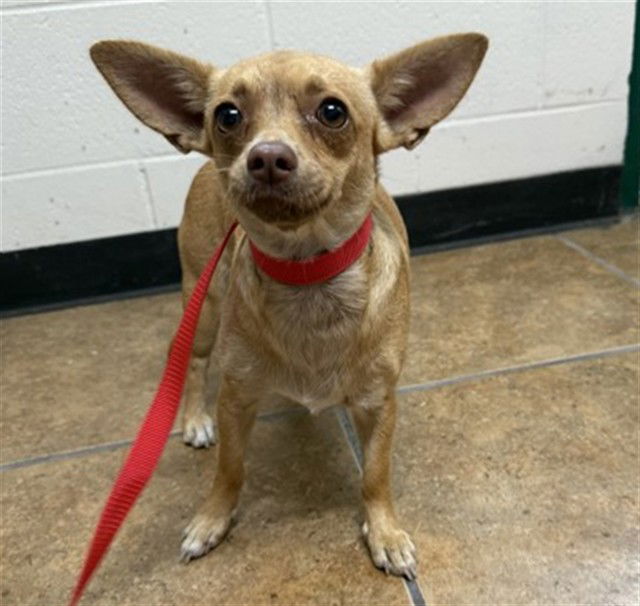 adoptable Dog in San Bernardino, CA named CHANEL