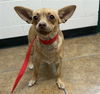 adoptable Dog in  named CHANEL