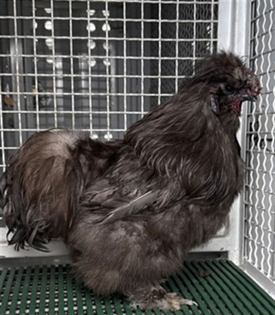 adoptable Chicken in San Bernardino, CA named LARRY BIRD