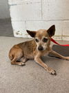 adoptable Dog in  named WALKER