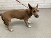 adoptable Dog in  named AQUA